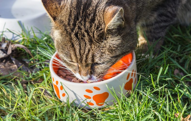 kattenvoer