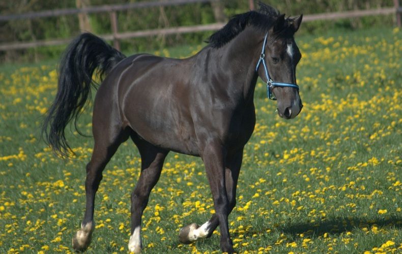 Equilin